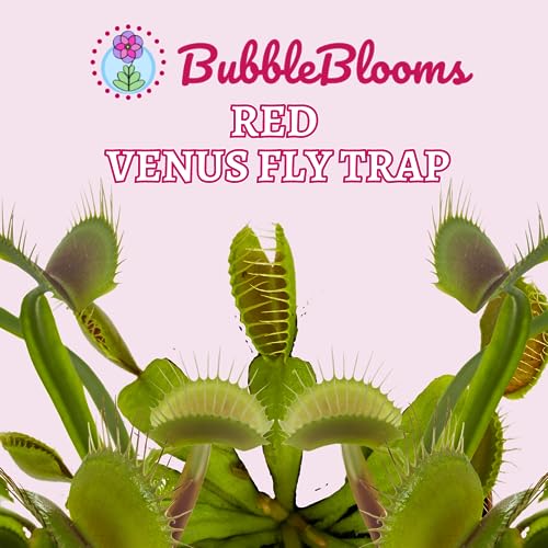 BubbleBlooms Red Venus Fly Trap, Carnivorous Plant, Venus's Flytrap, Dionaea muscipula, Fine Comb Saw Tooth, 2 inch Pot