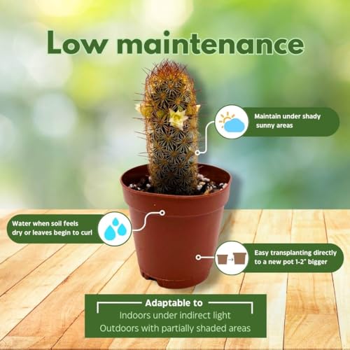 BubbleBlooms Copper King, 2 inch Set of 3, Lady Fingers Mammillaria elongata Tiny Mini Pixie Plants