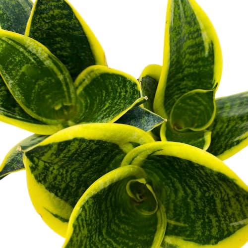 BubbleBlooms Dwarf Variegated Sansevieria trifasciata, 2 inch Set of 3, Snakeplant Rosettes