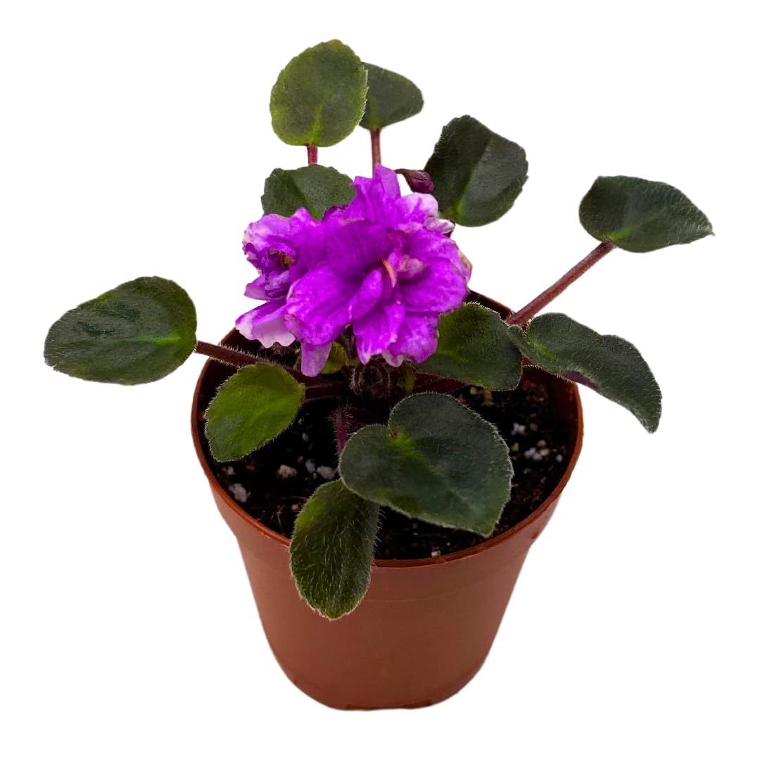 Harmony Foliage Mini African Violet Jersey Rose Trail 2 inch Purple Flower