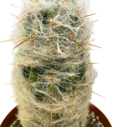 BubbleBlooms Silver Torch Cactus 6 inch