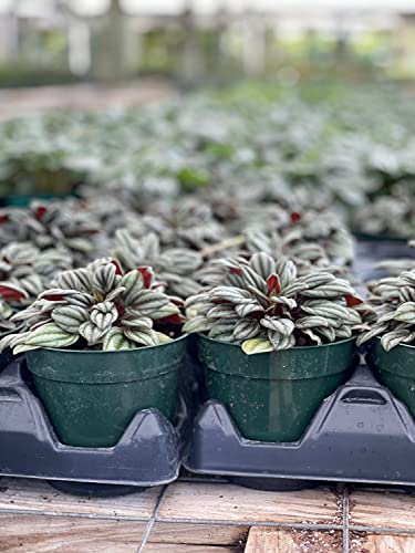 BubbleBlooms Peperomia Rosso albovittata in a 4 inch Pot