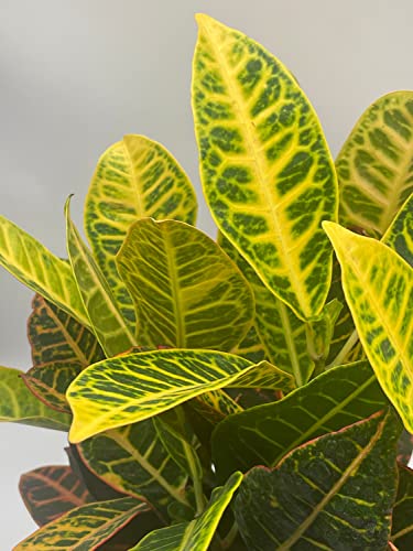 BubbleBlooms Codiaeum variegatum in a 6 inch Pot Variegated Croton