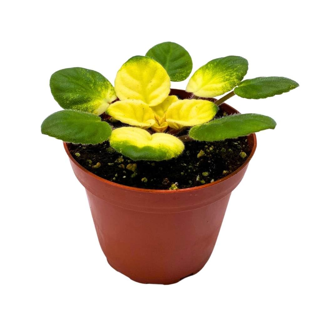 Variegated African Violet Key Lime Treat, 4 inch, Saintpaulia Gesneriads