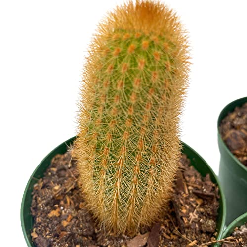 BubbleBlooms Column Cactus Assortment, 4 inch Set of 3, Silver Torch, Blue Column, Yellow, Old Man Fuzzy, Variety Cacti