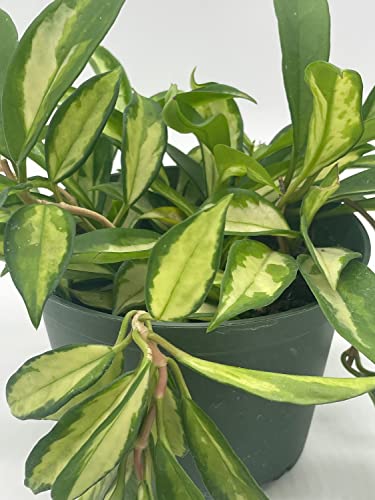 BubbleBlooms Hoya Exotica Krimson Princess, Variegated Tricolor Carnosa, 6 inch Pot