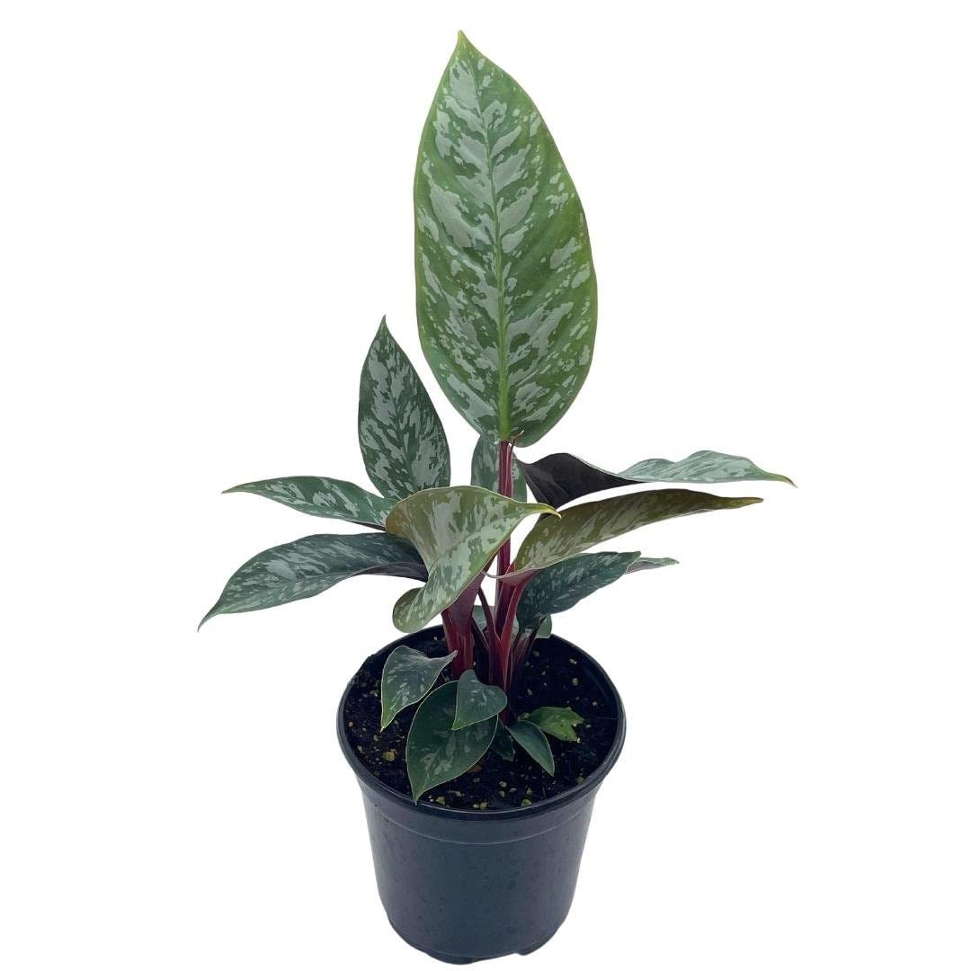 Apoballis Acuminatissima Lavallei, 4 inch, Rare Selby, Beautiful Houseplant