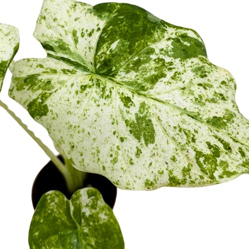BubbleBlooms Variegated Alocasia Frydek Macro in a 2 inch Pot Tiny Mini Pixie Plant