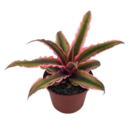 Cryptanthus Bivittatus, 2 inch, Pink and Green Variegated, Earth Star Bromeliad, Tiny Mini Pixie Plant