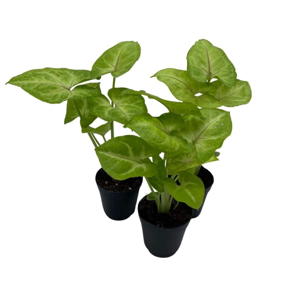 Syngonium Cream Golden Allusion, 2 inch Set of 3, Podophyllum Arrowhead Vine Tiny Mini Pixie Plants