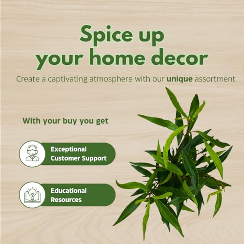 BubbleBlooms Narrow Leaf Fig in a 4 inch Pot