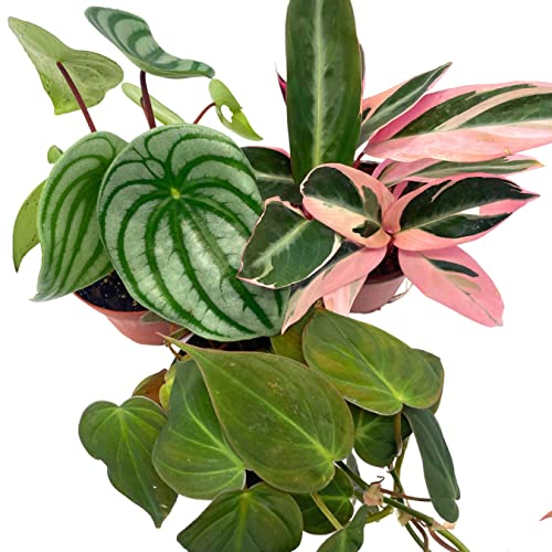 BubbleBlooms Indoor Foliage Assortment, 4 inch Set of 3, Best-Sellers Most Popular House Plant Variety