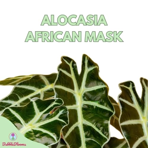 BubbleBlooms Alocasia African Mask, Kris Plant, Alocasia Polly Elephant Ear in 2 inch Pot Cute Pixie Plant
