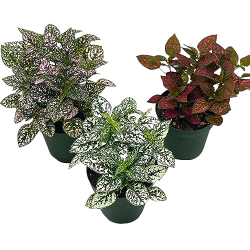 BubbleBlooms Polka Dot Plant Assortment in a 4 inch Pot Hypoestes Phyllostachya, Pink, White, and red, Flamingo Splash, Set of 3