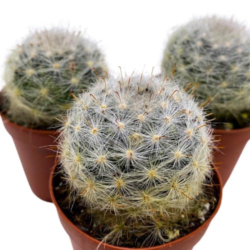 BubbleBlooms Powder Puff Cactus 2 inch Set of 3 Mammillaria bocasana White Yellow Crown of Flowers Tiny Mini Pixie Plants