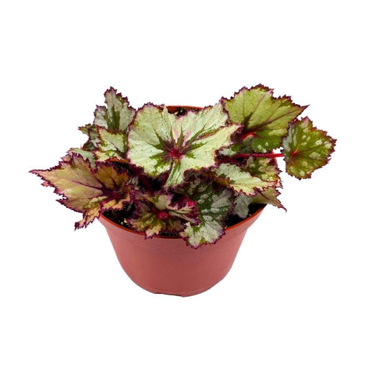 Harmony's Ghost Whisperer Begonia Rex 6 inch