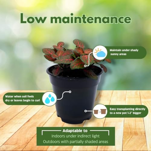 BubbleBlooms Red Fittonia Albivenis Nerve Plant in a 4 inch Pot Silver Net Leaf, Mosaic Jewel Creeping Indoor Plant verschaffeltii