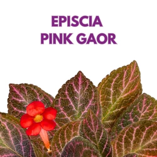 Harmony Foliage Episcia Pink Gator Flame Violet 4 inch