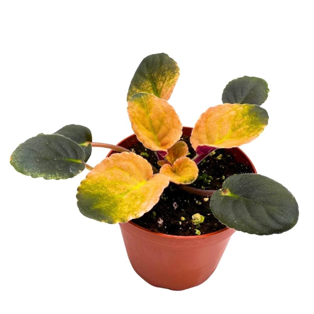 Variegated African Violet Cabbage Patch, 4 inch, Saintpaulia Gesneriads