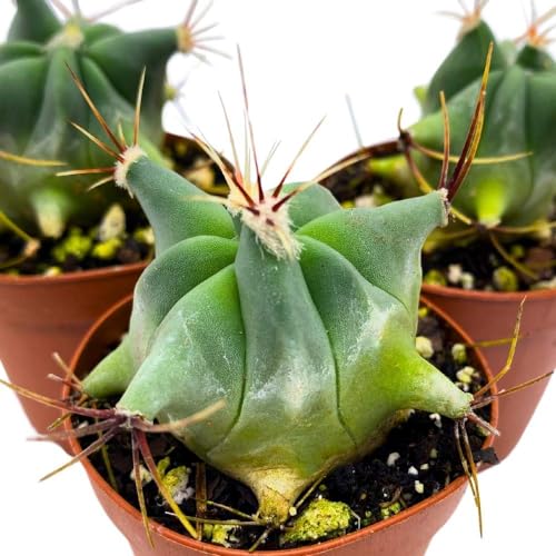 BubbleBlooms Ferocactus Emory's Barrel Cactus, 2 inch Set of 3, Coville's echidne Tiny Mini Pixie Plants