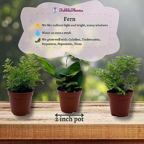 BubbleBlooms Fern Variety Assortment, 6 Different Ferns in 2 inch pots Tiny Mini Pixie Plants