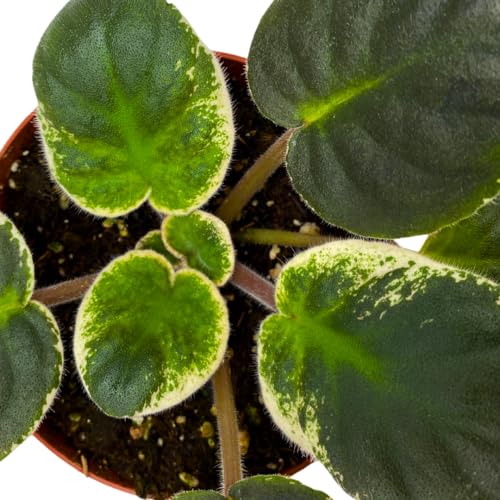 Harmony Foliage African Violet Raspberry Rain Variegated 4 inch Red Flower