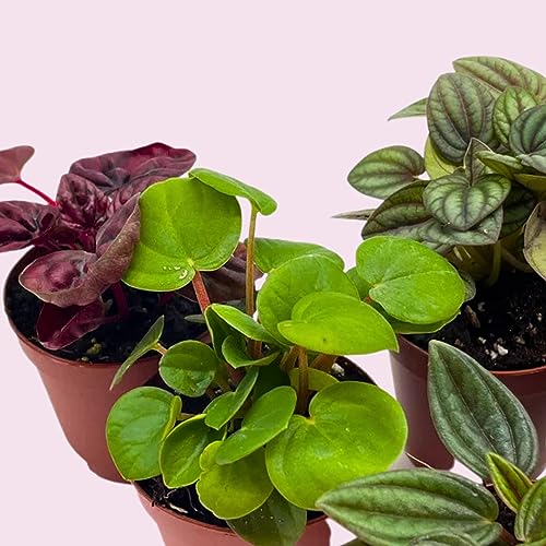 BubbleBlooms Peperomia Assortment, 6 Different peperomias in 2 inch pots Grower's Choice