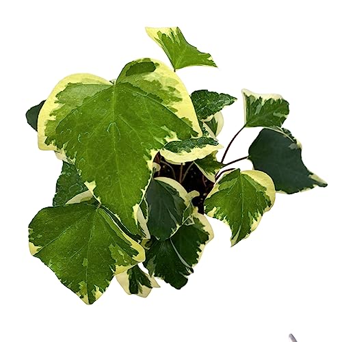 BubbleBlooms Variegated Algerian Ivy, Hedera Algeriensis, Canary Island Ivy, Canary Ivy, Madeira Ivy in 4 inch Pot
