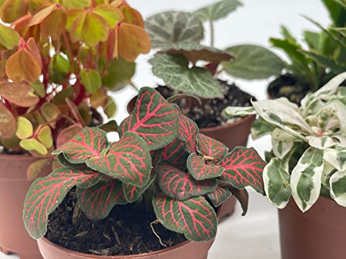 BubbleBlooms Premium Foliage Assortment, 6 Different Indoor Plants in 2 inch pots, Colorful Fern Set, Growers Choice, Tiny Mini Pixie