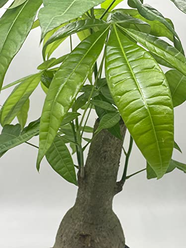 BubbleBlooms Money Tree Stump, Pachira aquatica, in 6 inch Pot