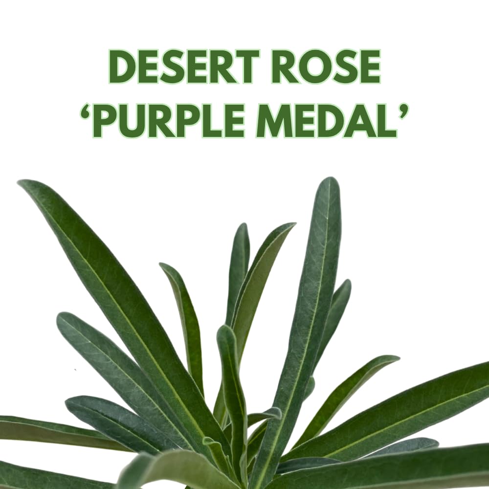 BubbleBlooms Desert Rose Purple Medal in a 4 inch Pot Extremely Rare Flower