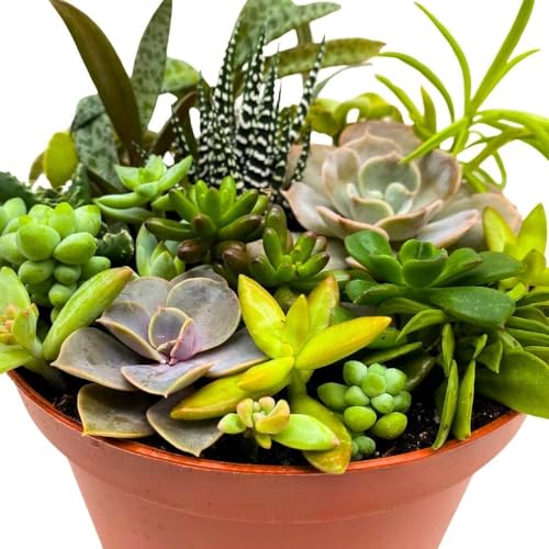 BubbleBlooms Succulent Arrangement in a 6 inch Pot Unique Hand Crafted Plant Designs