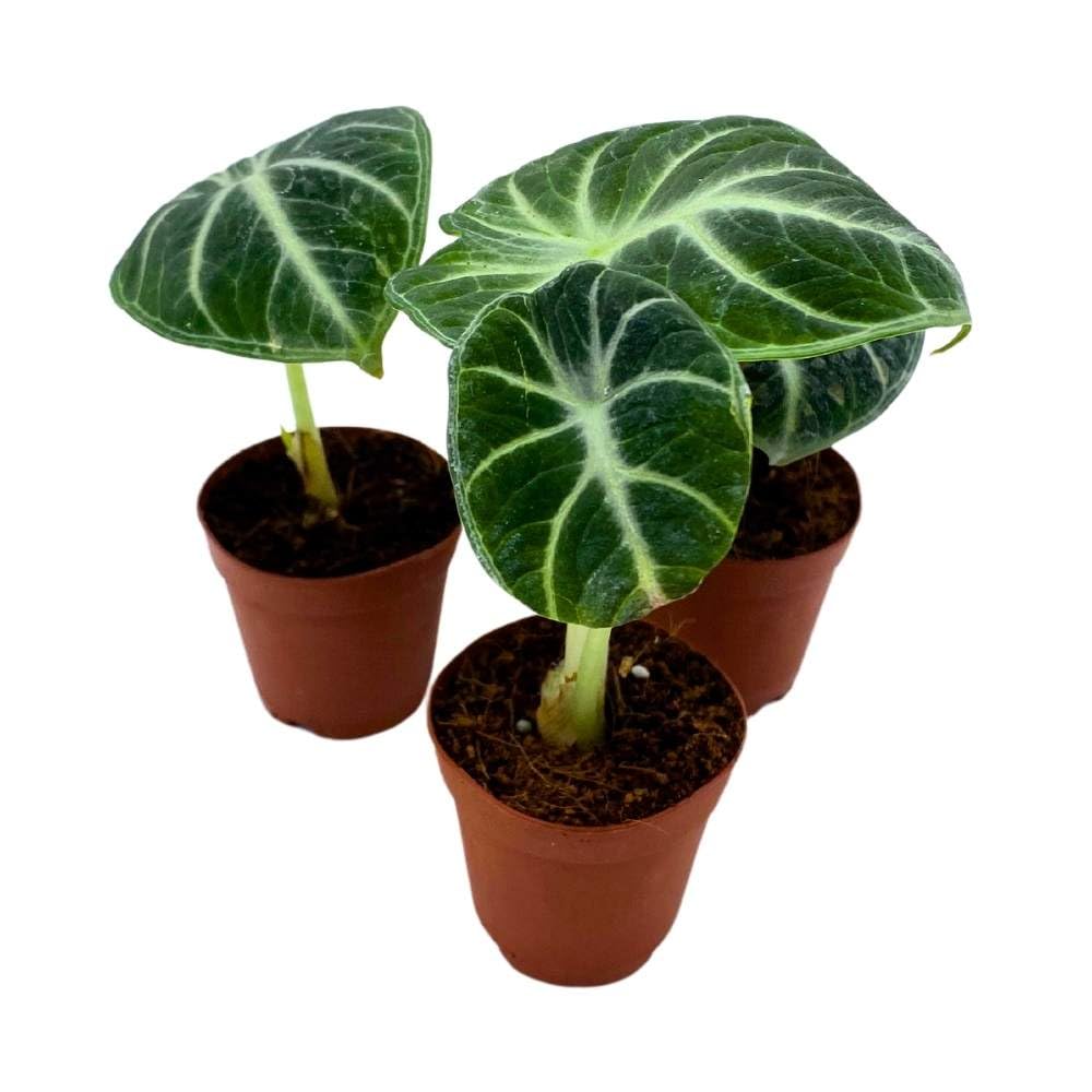 Alocasia Ninja, 2 inch Set of 3, Black Velvet Elephant Ear Tiny Mini Pixie Plants