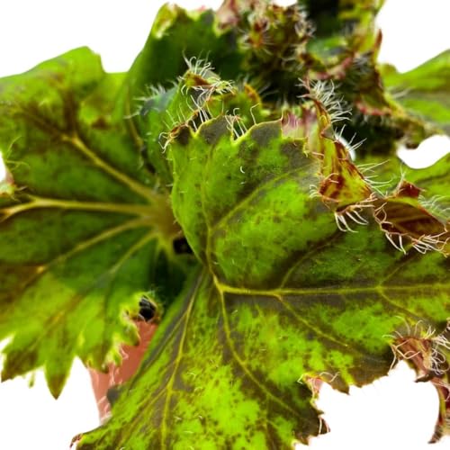 Harmony Foliage Begonia Oliver Twist 4 inch Rhizomatous