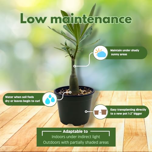 BubbleBlooms Desert Rose Medusa in a 4 inch Pot Extremely Rare Flower