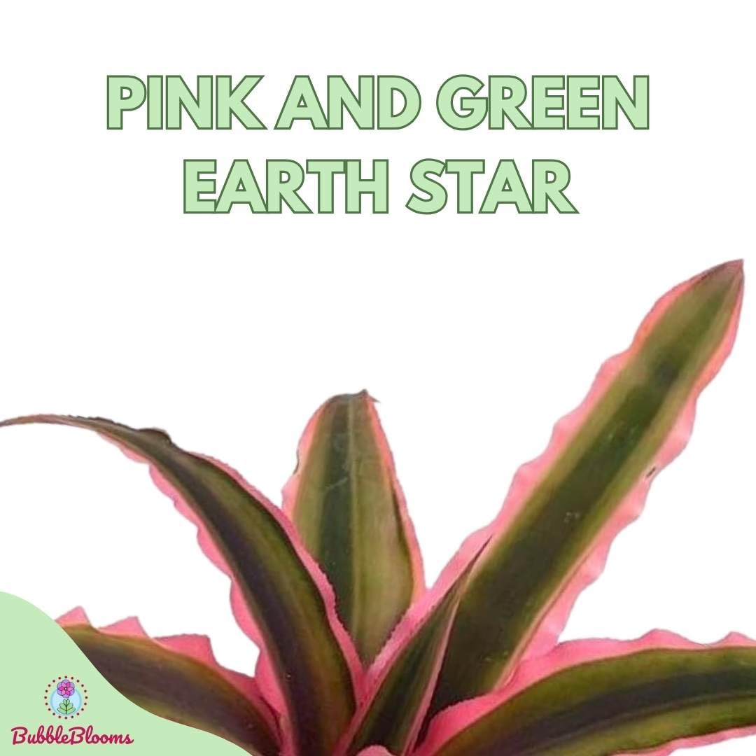 BubbleBlooms Cryptanthus Bivittatus in a 2 inch Pot Pink and Green Variegated, Earth Star Bromeliad, Tiny Mini Pixie Plant
