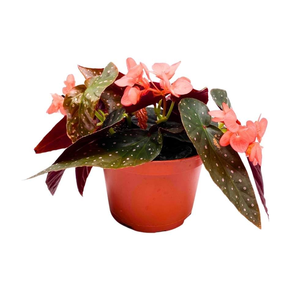 Harmony's Fireball Angel Wing Hybrid Cane Begonia, 6 inch, Compact Leaves Orange Flowers