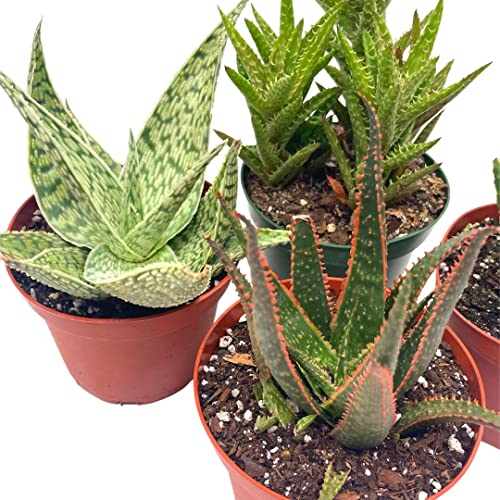 BubbleBlooms Aloe Assortment, Aloe Vera Variety Set of 4 in 4 inch pots, Barbados Cape Plant Gift Asphodelaceae