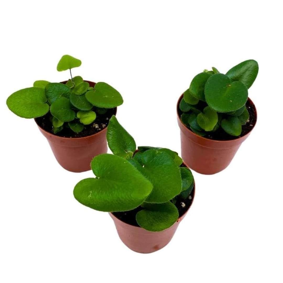Heart Fern, 2 inch Set of 3, Hemionitis arifolia Tiny Mini Pixie Plants