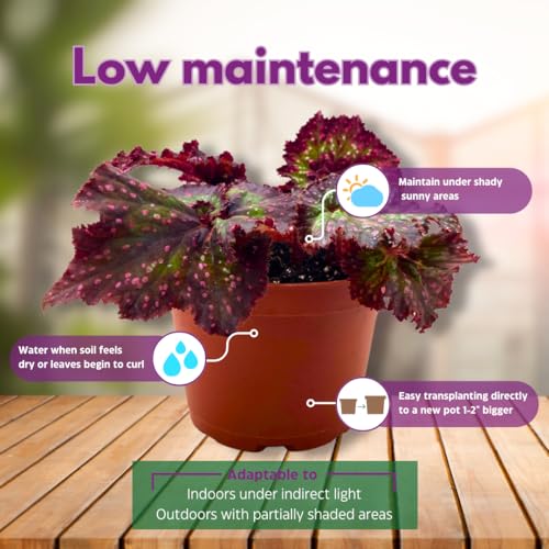 Harmony Foliage Harmony's Voodoo Queen 6 inch Purple Green Spiral Pink Spots