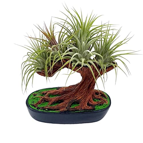 BubbleBlooms Resin Bonsai Air Plant Tree, Glued with Live Air Plants, Home and Office Gift