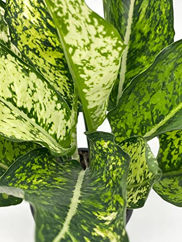 BubbleBlooms Aglaonema Snow White, in a 4 inch Pot