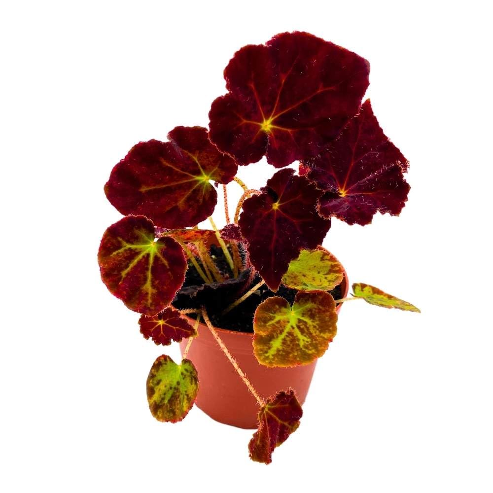 Begonia Madame O'Reilly, 4 inch Deep Orange Reddish Purple Rhizomatous Rhizo