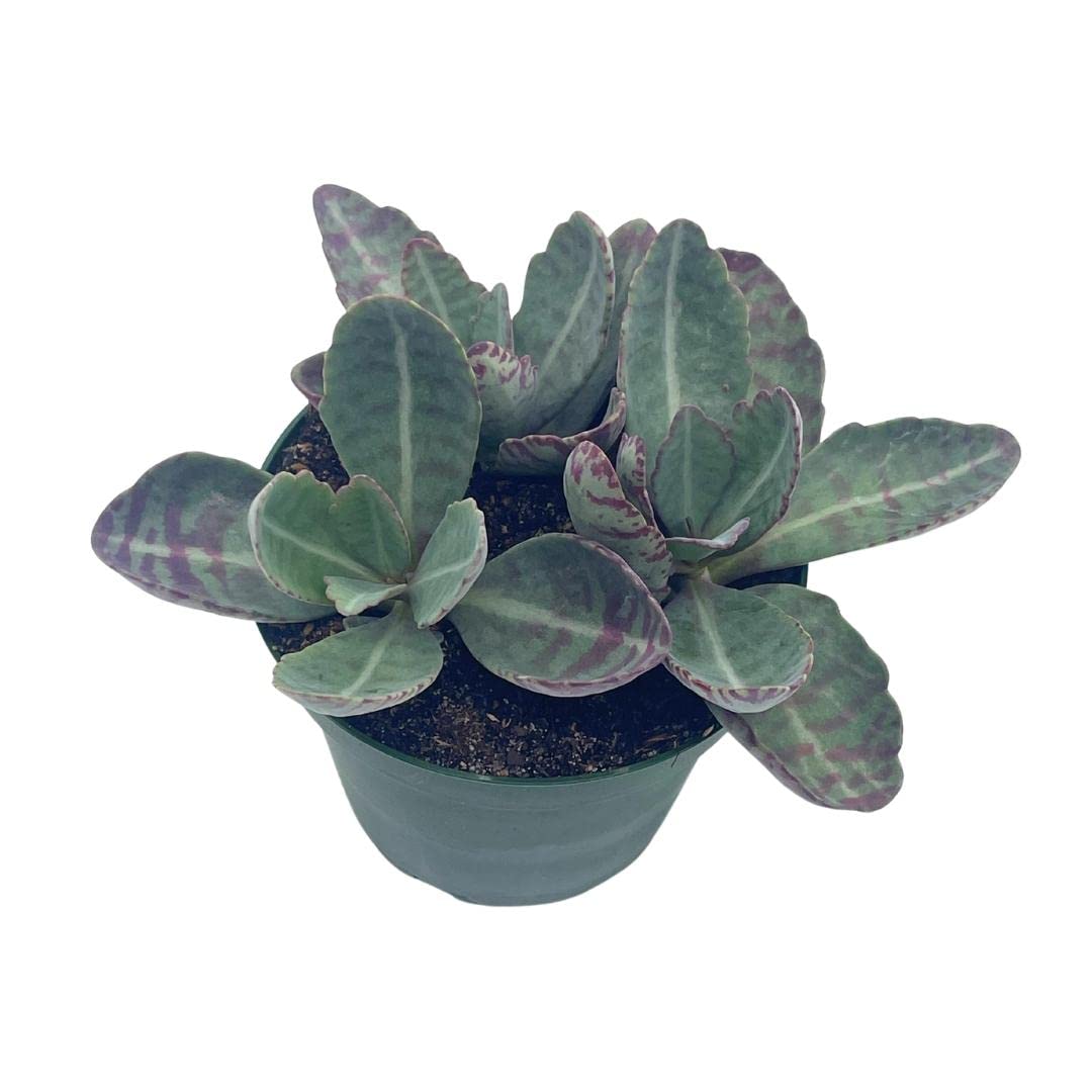 Kalanchoe Humilis, Desert Surprise, Variegated Donkey Ears Plant, Kalanchoe gastonis-bonnieri Purple