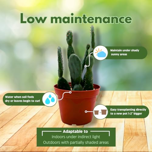 BubbleBlooms Prickley Pear Cactus 4 inch