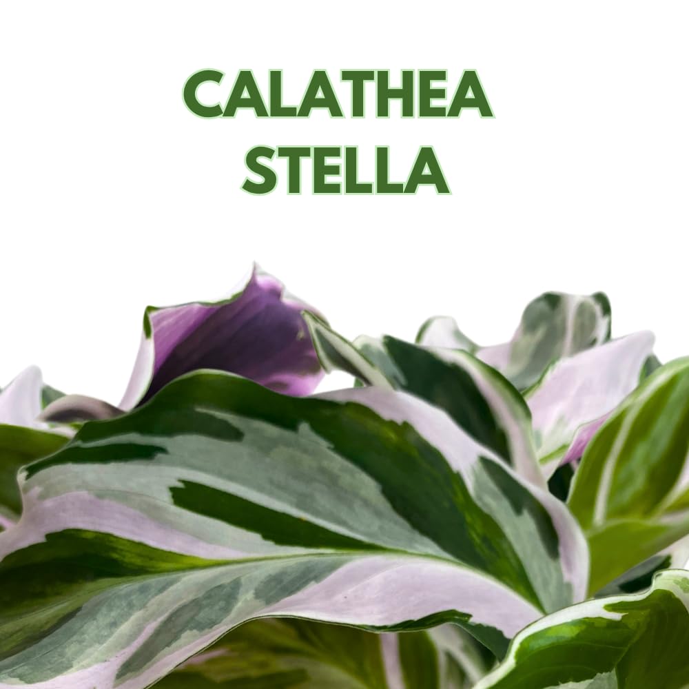 BubbleBlooms Calathea Stella White Fusion Variegated in a 2 inch Pot Tiny Minie Pixie Plant