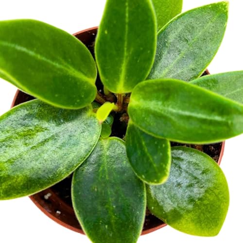 Harmony Foliage Peperomia Maculosa in a 2 inch Pot Spotted Stalked pep Monster peperomia