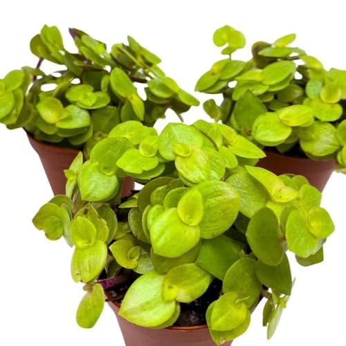 BubbleBlooms Callisia repens Gold 2 inch Set of 3 Miniature Wandering Dude Golden Form Tiny Mini Pixie Plants