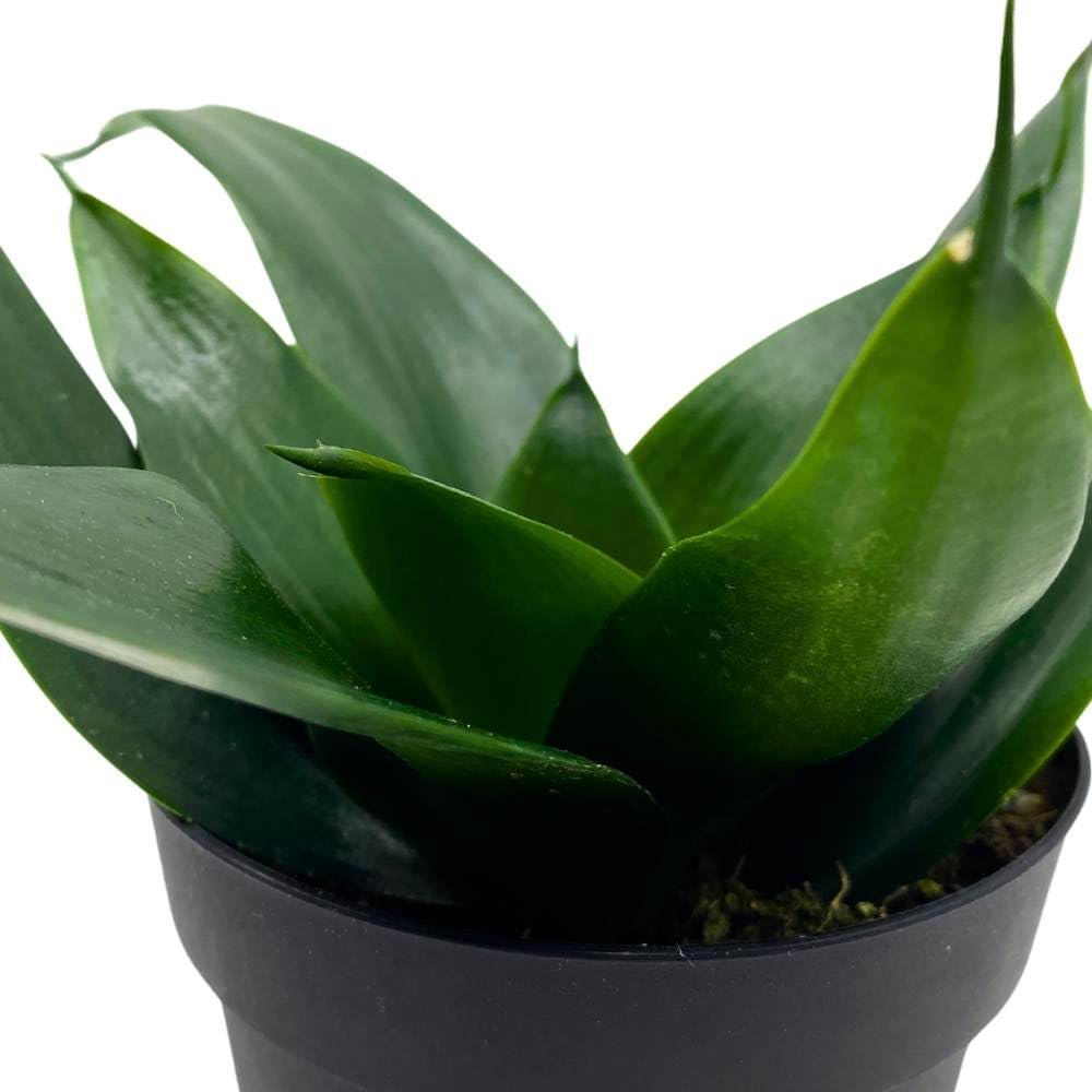 snake plant black jade BubbleBlooms Black Hahnii Jade Star Sansevieria Snake Plant in a 4 inc – Florida House Plants