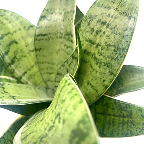 BubbleBlooms Variegated Snake Plant in a 4 inch Pot Rosette Shaped lengua de vaca, Sansevieria Dracaena trifasciata
